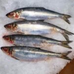 sardine-fish.jpg